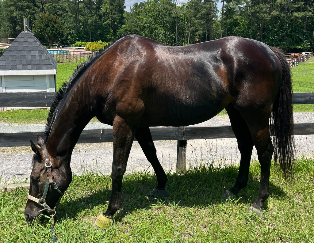 Feeding the Thoroughbred