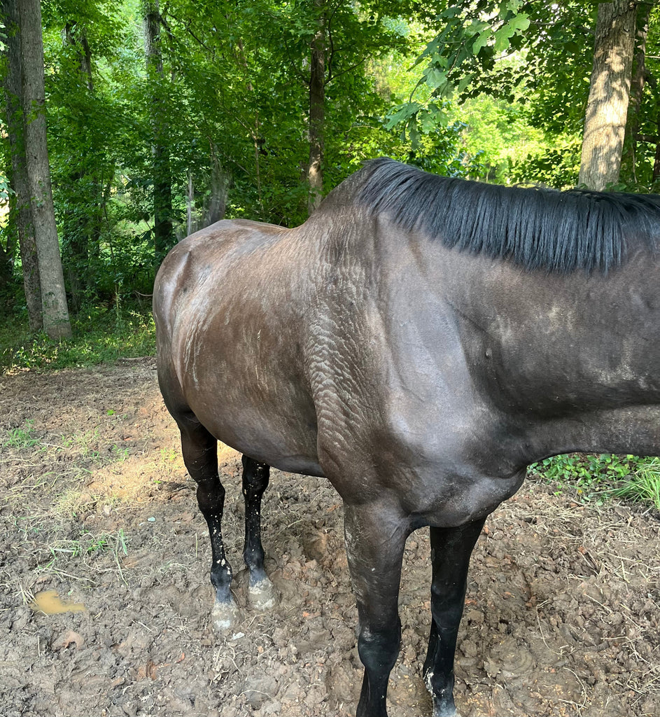 Feeding the Thoroughbred Part 2